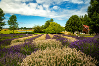 Lavender Farm, WA